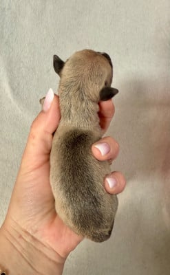 Les chiots de Bull Terrier Miniature