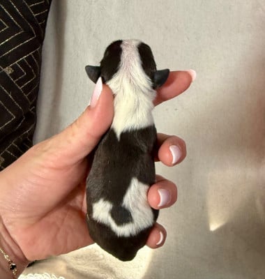 Les chiots de Bull Terrier Miniature
