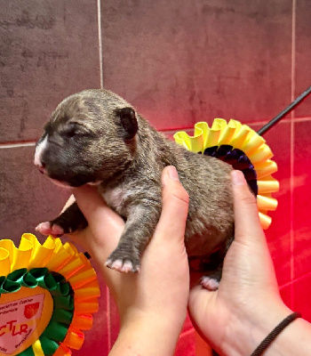 Les chiots de Bull Terrier Miniature
