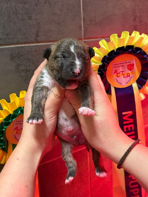 Les chiots de Bull Terrier Miniature