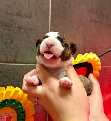 Les chiots de Bull Terrier Miniature