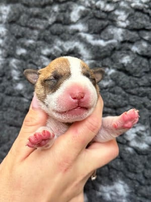 Les chiots de Bull Terrier Miniature