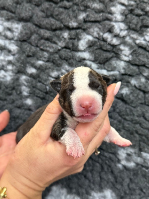 Les chiots de Bull Terrier Miniature