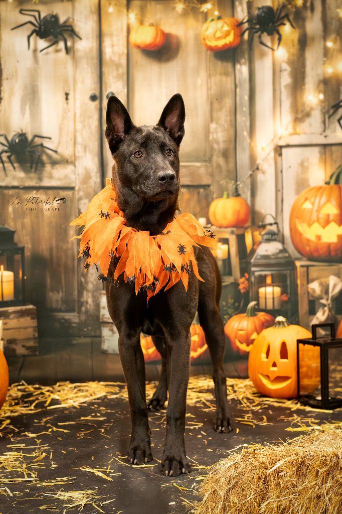 Amara graceful Siamarin Empayar