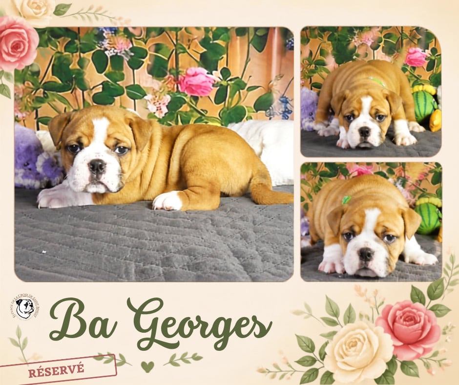 Ba Georges
