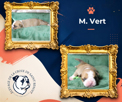 Les chiots de Bulldog continental
