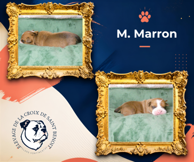 Les chiots de Bulldog continental