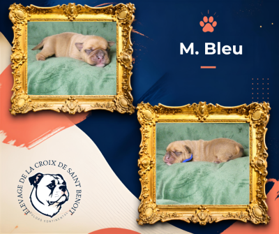 Les chiots de Bulldog continental
