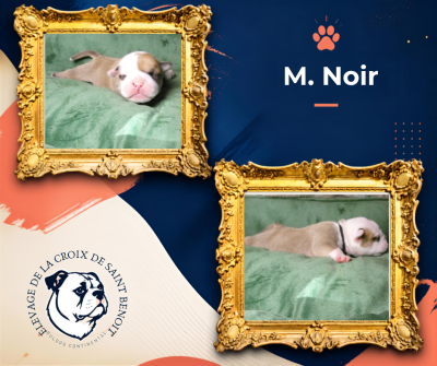 Les chiots de Bulldog continental