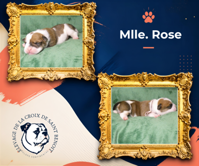 Les chiots de Bulldog continental