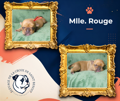 Les chiots de Bulldog continental