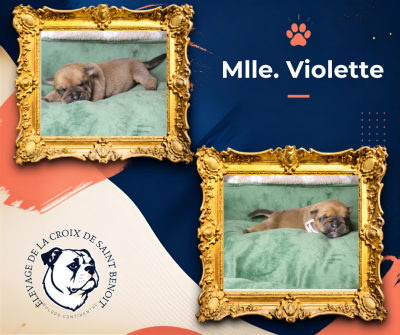 Les chiots de Bulldog continental