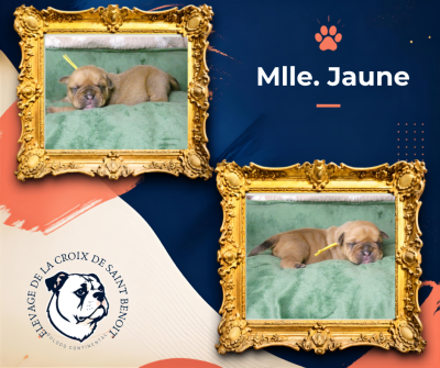 Les chiots de Bulldog continental