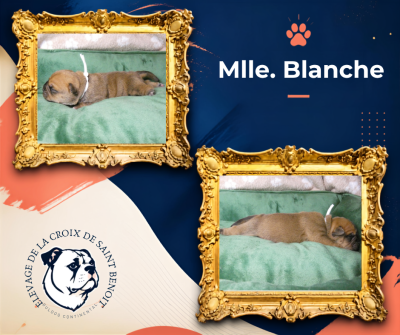 Les chiots de Bulldog continental
