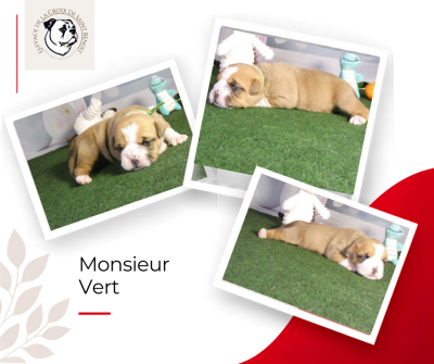 Les chiots de Bulldog continental
