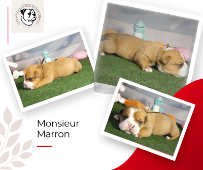 Les chiots de Bulldog continental