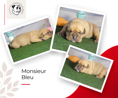 Les chiots de Bulldog continental