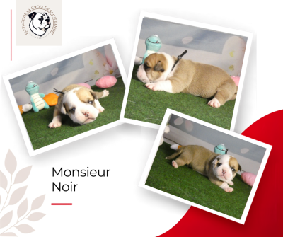 Les chiots de Bulldog continental