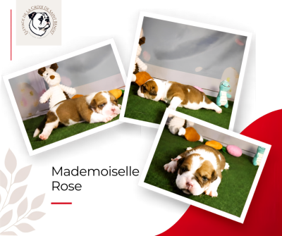 Les chiots de Bulldog continental