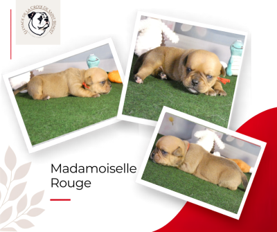 Les chiots de Bulldog continental