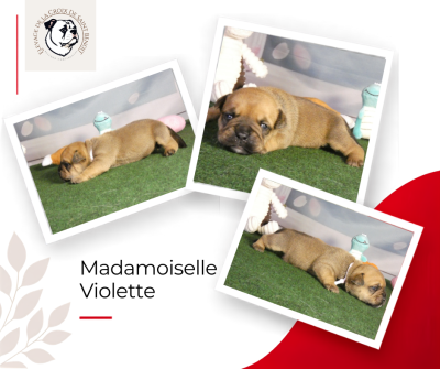 Les chiots de Bulldog continental
