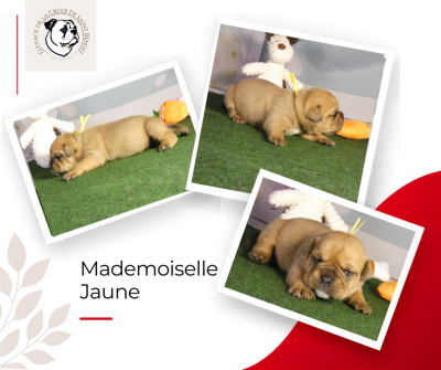 Les chiots de Bulldog continental