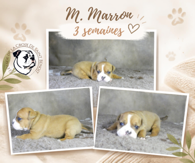 Les chiots de Bulldog continental