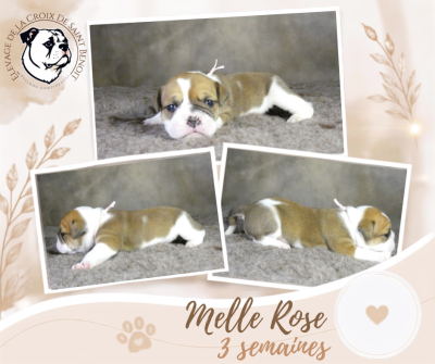 Les chiots de Bulldog continental