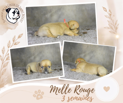 Les chiots de Bulldog continental