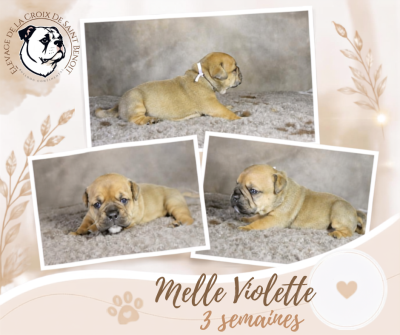 Les chiots de Bulldog continental
