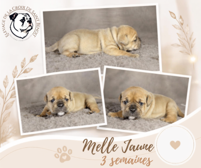 Les chiots de Bulldog continental