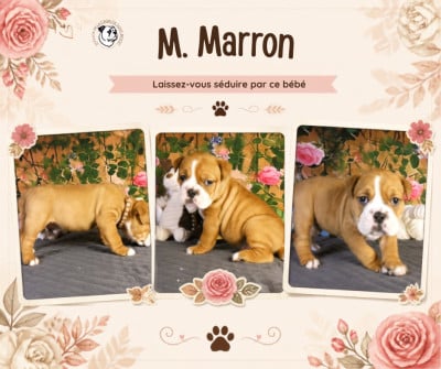 Les chiots de Bulldog continental