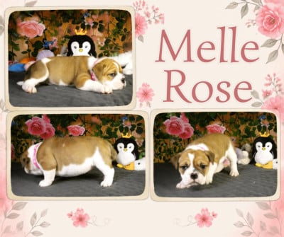 Les chiots de Bulldog continental