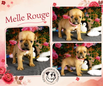 Les chiots de Bulldog continental