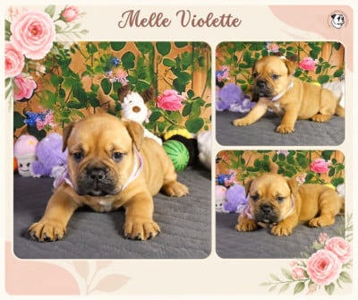 Les chiots de Bulldog continental