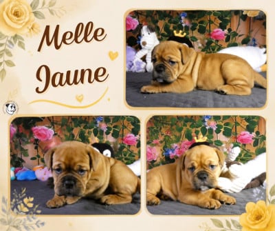Les chiots de Bulldog continental
