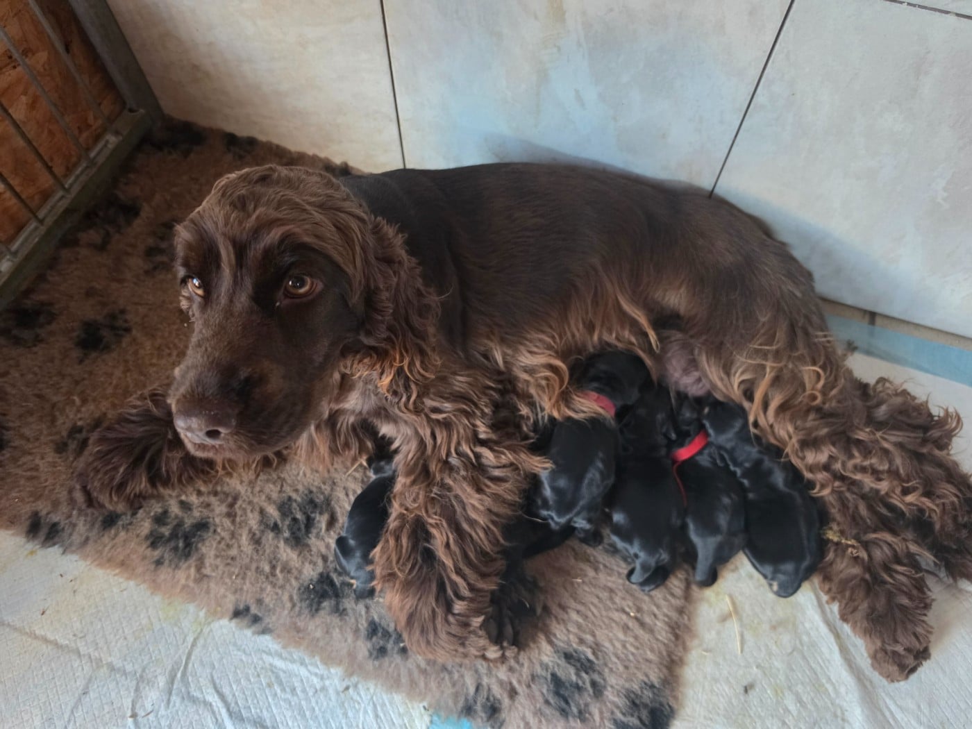 Cocker Spaniel Anglais - Du Domaine De La Verrinette