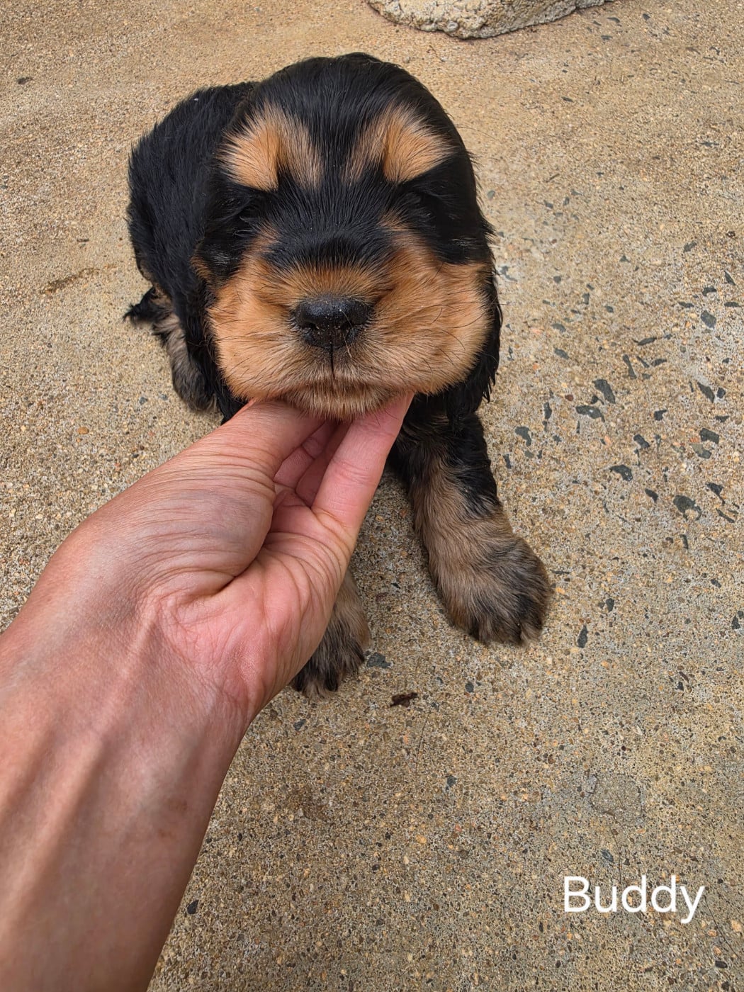 Buddy