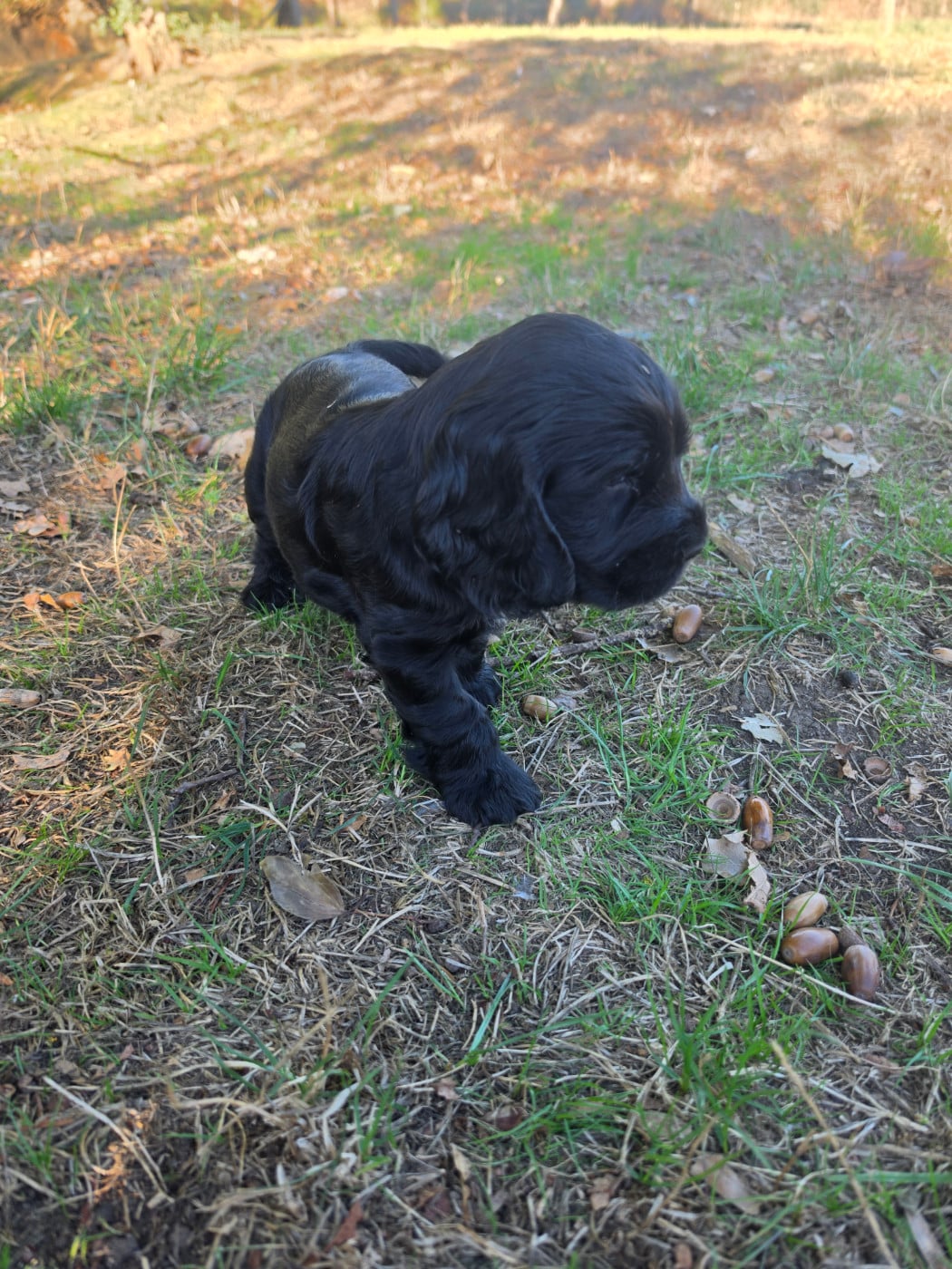 Blacky