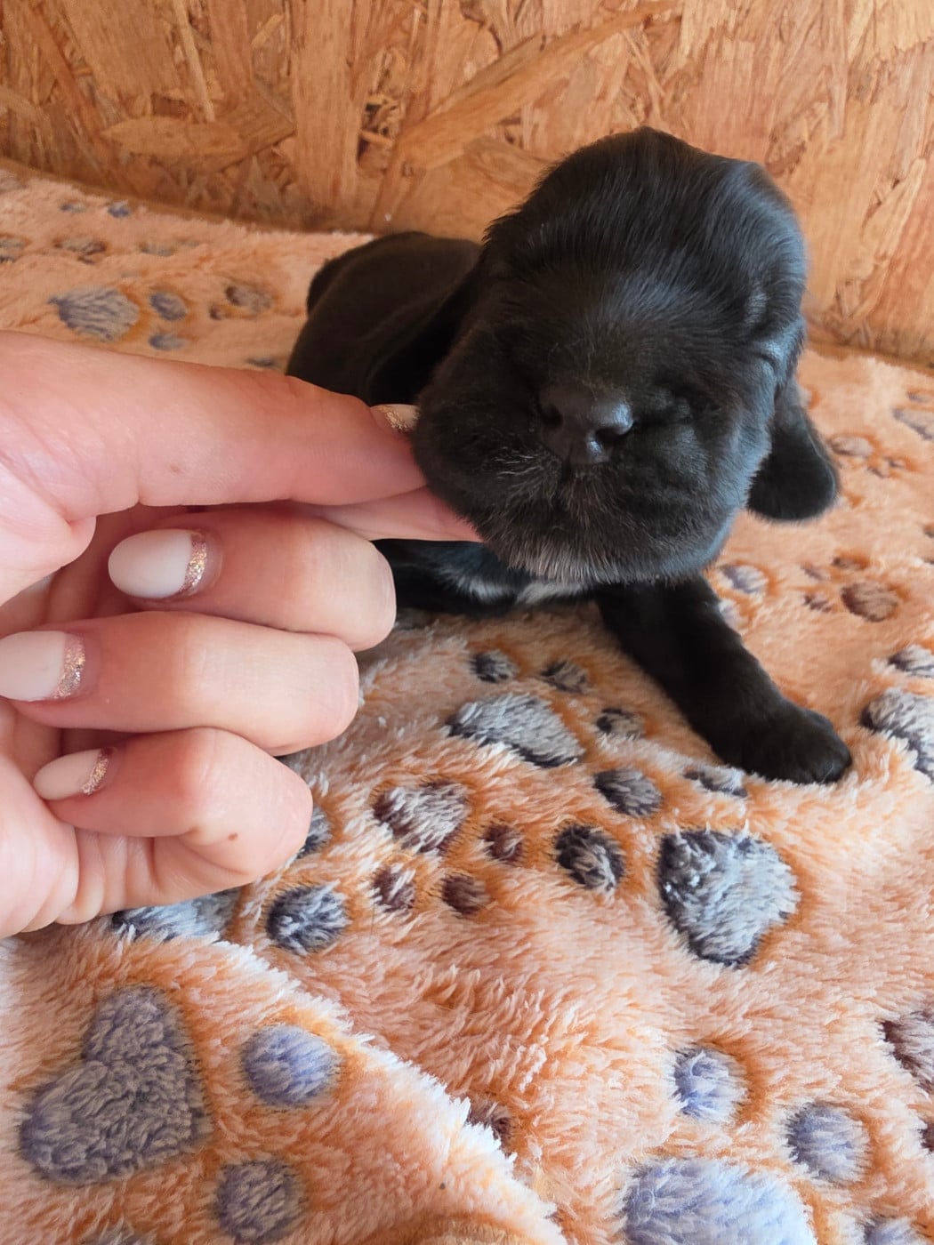 Blacky
