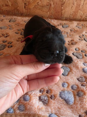 Les chiots de Cocker Spaniel Anglais