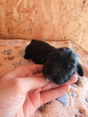 Les chiots de Cocker Spaniel Anglais