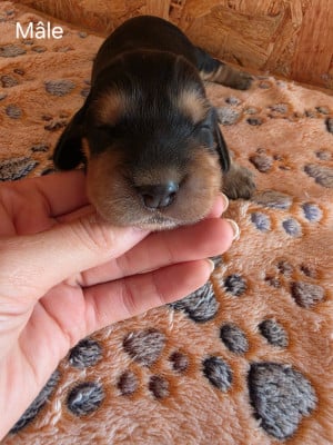 Les chiots de Cocker Spaniel Anglais