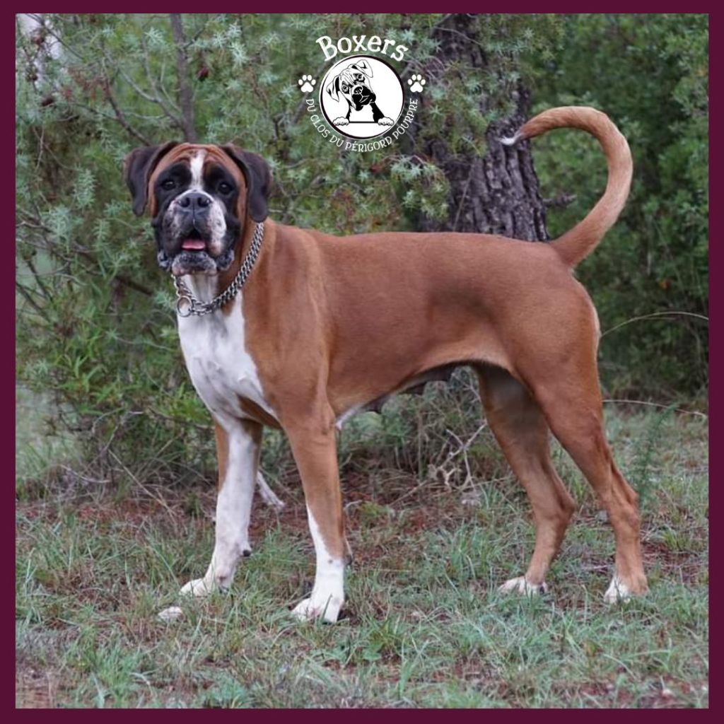 Publication : du Clos du Périgord Pourpre Auteur : Patricia Lieffler