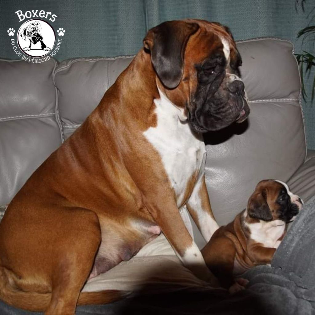 Publication : du Clos du Périgord Pourpre Auteur : Patricia Lieffler