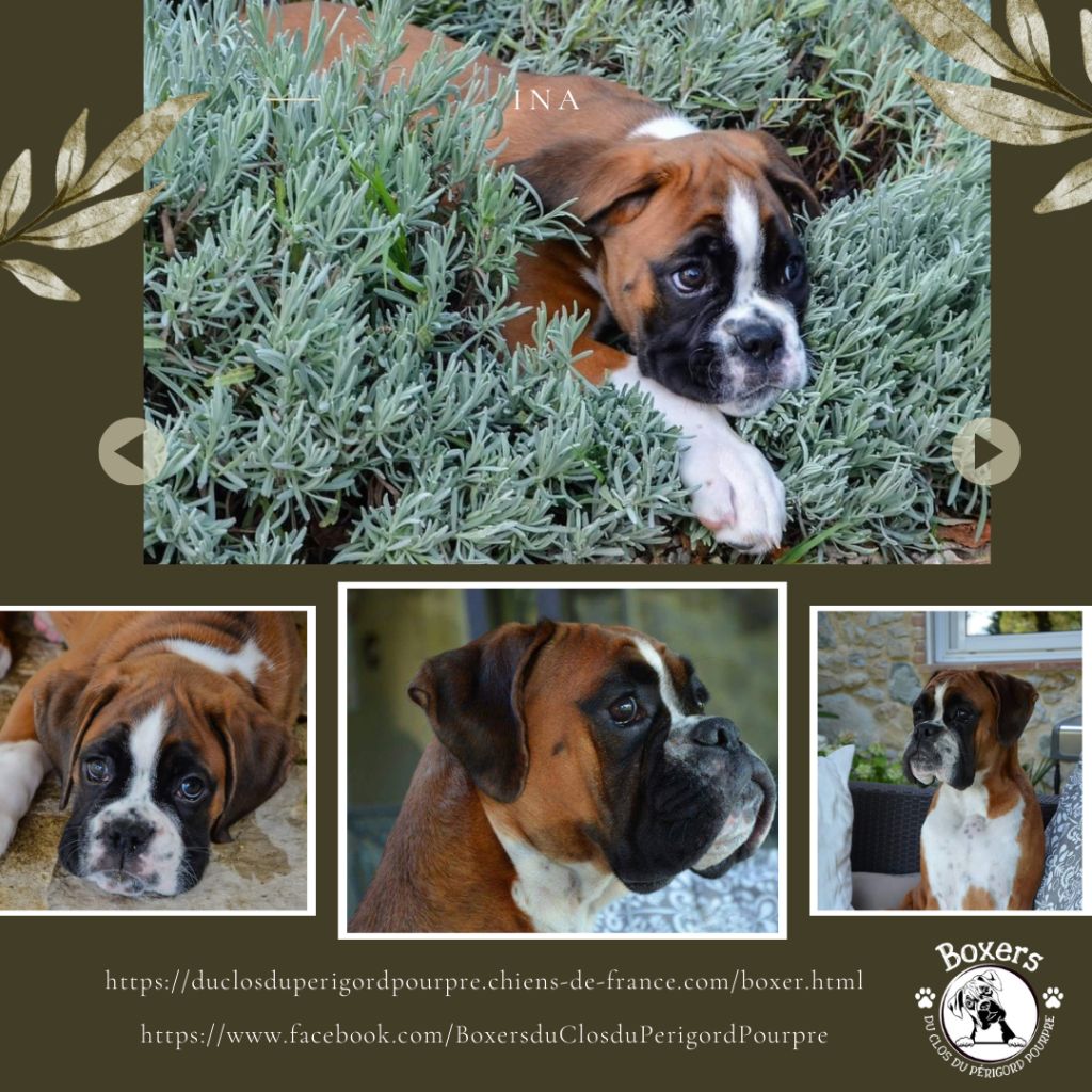 Publication : du Clos du Périgord Pourpre Auteur : Patricia Lieffler