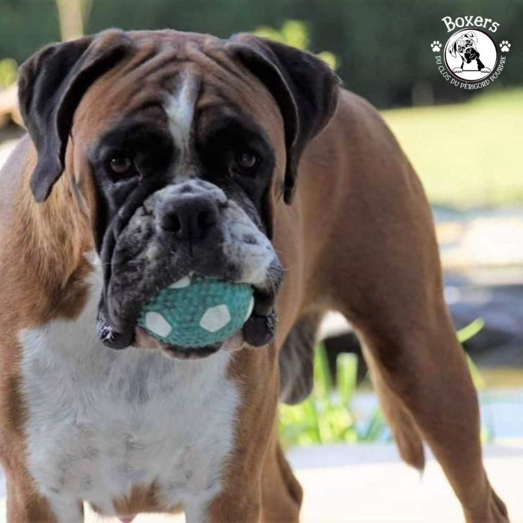 Publication : du Clos du Périgord Pourpre Auteur : Patricia Lieffler
