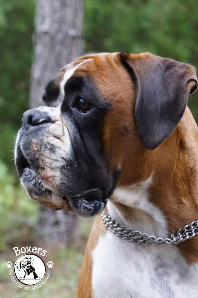 Publication : du Clos du Périgord Pourpre Auteur : Patricia Lieffler