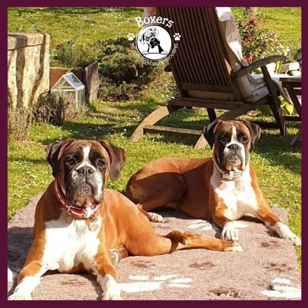 Publication : du Clos du Périgord Pourpre Auteur : Patricia Lieffler