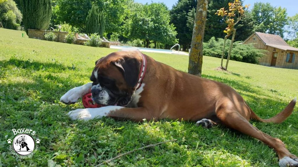Publication : du Clos du Périgord Pourpre Auteur : Patricia Lieffler